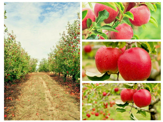 20 Paradise Apple Seeds