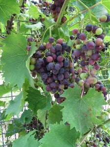 20 Wine Grape Vitis Vinifera Vine Seeds - Seed World