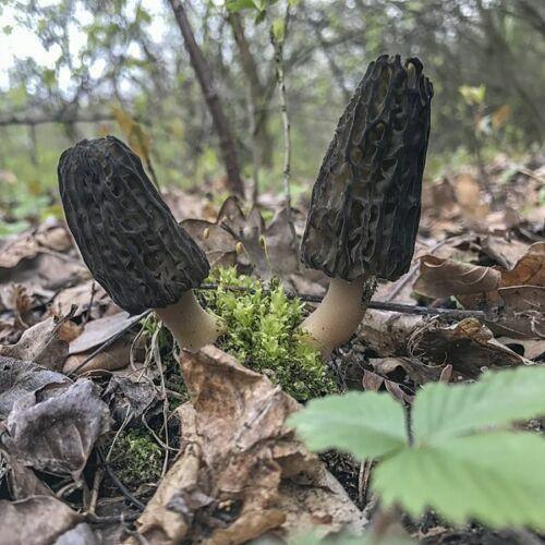 mushroom plant seeds Black Morel Mushroom Spores Spawn – Premium Mycelium on Inert Seeds (20g)