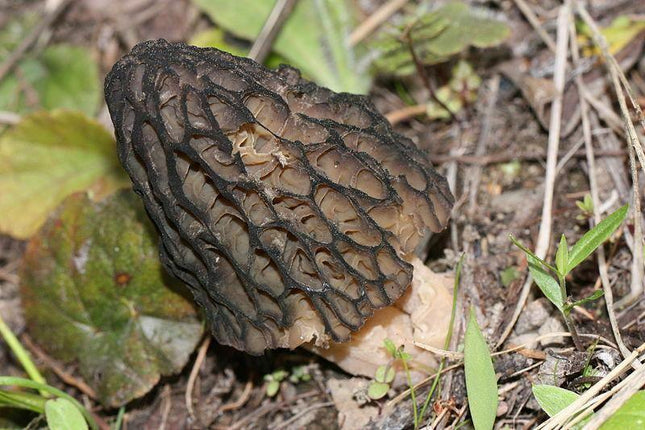 Black morel mushroom outdoor cultivation reference