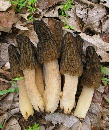 20g Black Morel Mushroom Spores Seeds - Seed World