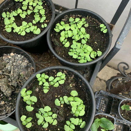 21 Variety Emergency Survival Organic Vegetable Seeds - Seed World