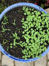 21 Variety Emergency Survival Organic Vegetable Seeds - Seed World