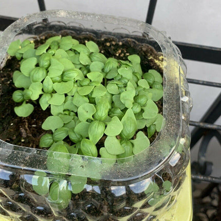 21 Variety Emergency Survival Organic Vegetable Seeds - Seed World
