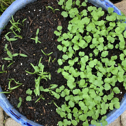 21 Variety Emergency Survival Organic Vegetable Seeds - Seed World