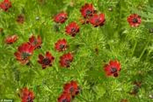 25 Adonis Pheasant's Eye Seeds - Seed World