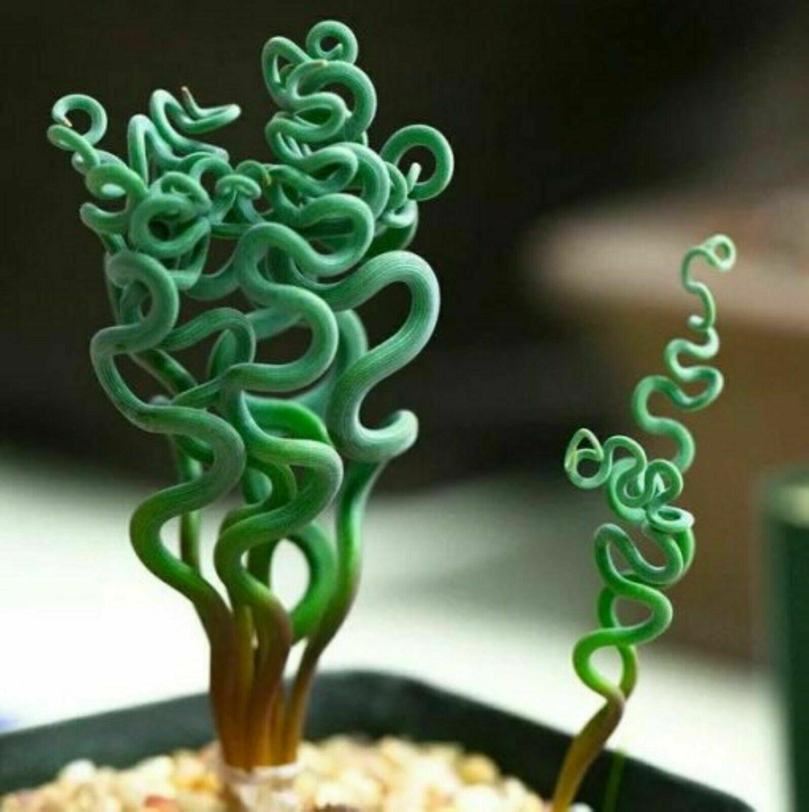 25 Albuca Concordiana Succulent Seeds - Seed World