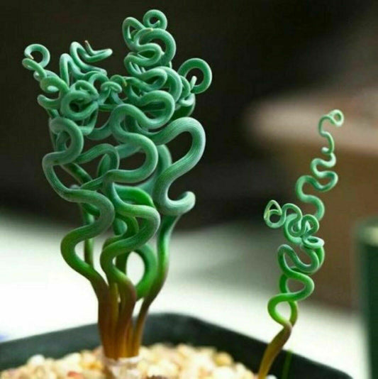 25 Albuca Concordiana Succulent Seeds - Seed World