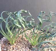 25 Albuca Concordiana Succulent Seeds - Seed World