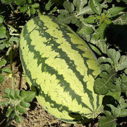 25 All Sweet Watermelon Seeds - Seed World
