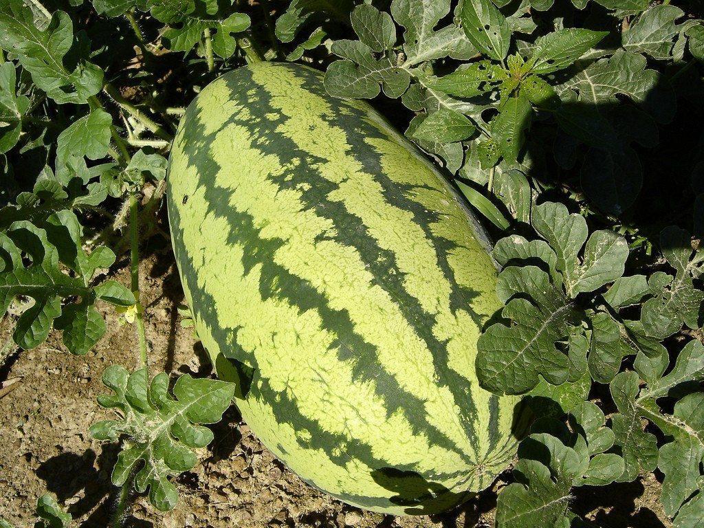 25 All Sweet Watermelon Seeds - Seed World