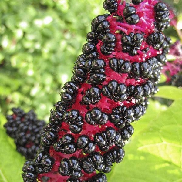 25 American Pokeweed | Phytolacca Americana Seeds - Seed World