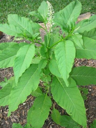 25 American Pokeweed | Phytolacca Americana Seeds - Seed World