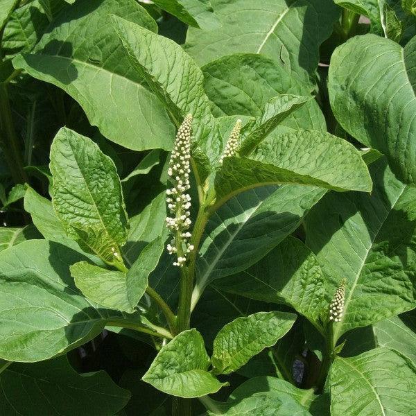 25 American Pokeweed | Phytolacca Americana Seeds - Seed World