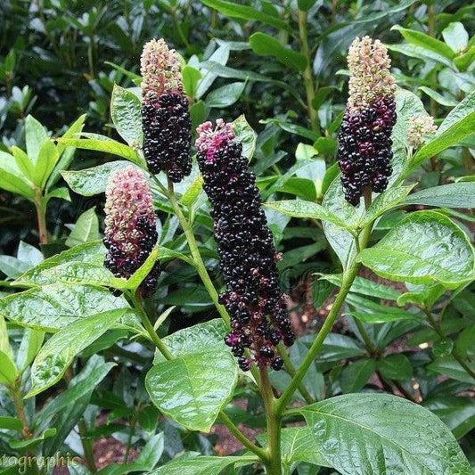 25 American Pokeweed | Phytolacca Americana Seeds - Seed World