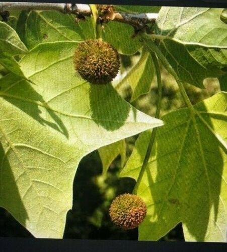 25 American Sycamore | Platanus Occidentalis Seeds - Seed World