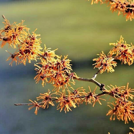 25 American Witch-Hazel Seeds - Seed World