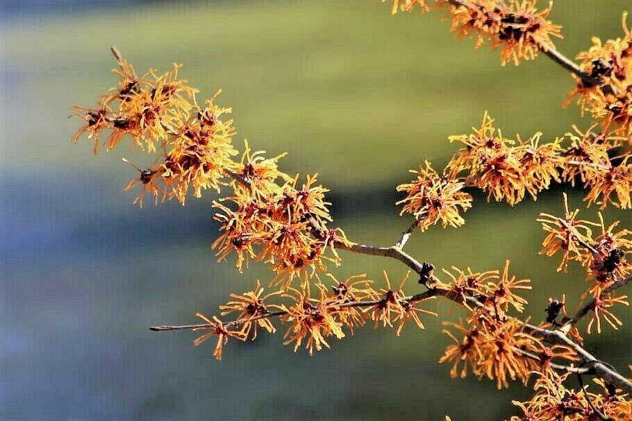 25 American Witch-Hazel Seeds - Seed World