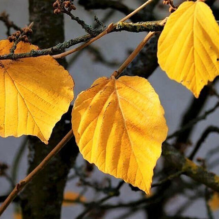 25 American Witch-Hazel Seeds - Seed World