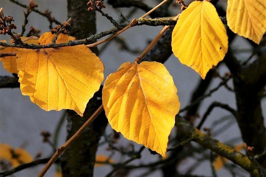 25 American Witch-Hazel Seeds - Seed World