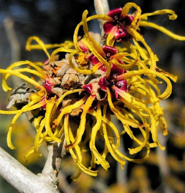 25 American Witch-Hazel Seeds - Seed World