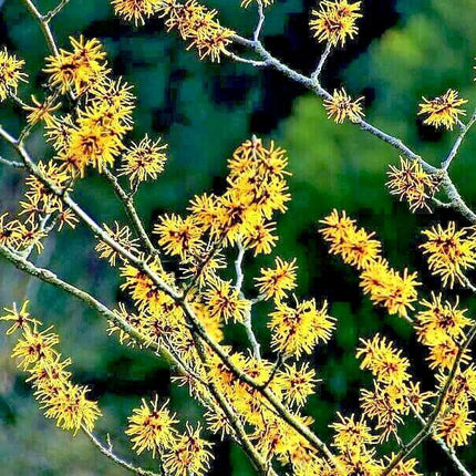 25 American Witch-Hazel Seeds - Seed World