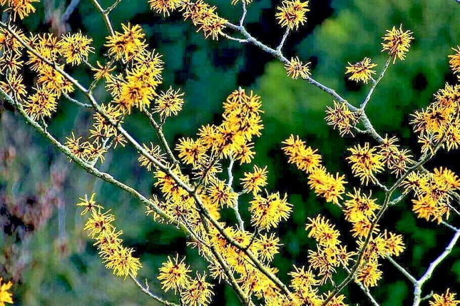 25 American Witch-Hazel Seeds - Seed World