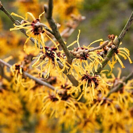 25 American Witch-Hazel Seeds - Seed World