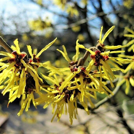 25 American Witch-Hazel Seeds - Seed World