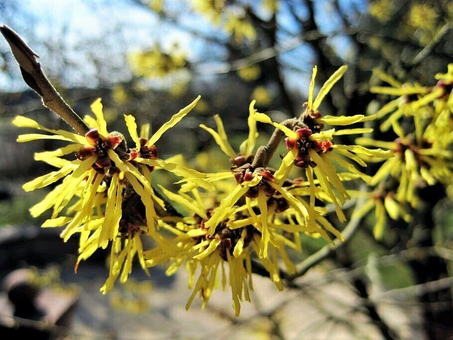 25 American Witch-Hazel Seeds - Seed World