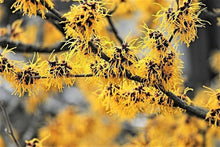 25 American Witch-Hazel Seeds - Seed World