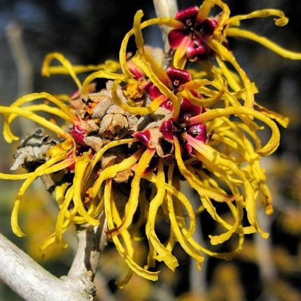 25 American Witch-Hazel Seeds - Seed World