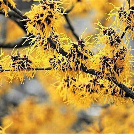 25 American Witch-Hazel Seeds - Seed World