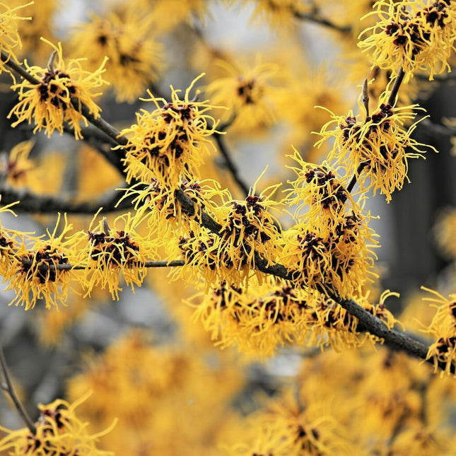 25 American Witch-Hazel Seeds - Seed World