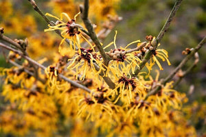 25 American Witch-Hazel Seeds - Seed World