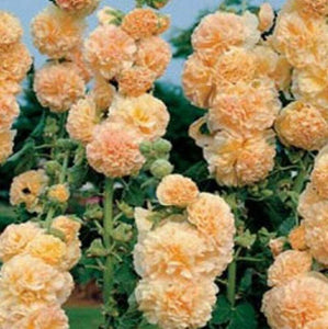 25 Apricot Hollyhock Seeds - Seed World
