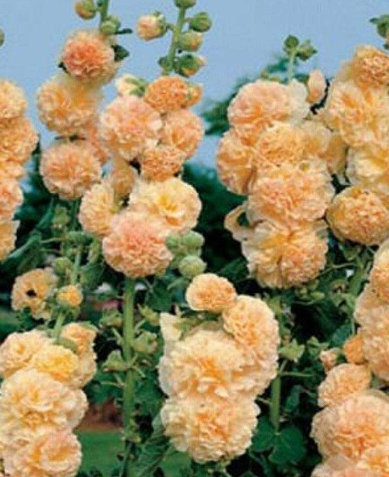 25 Apricot Hollyhock Seeds - Seed World