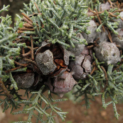 25 Arizona Cypress - Cupressus Arizonica Seeds - Seed World