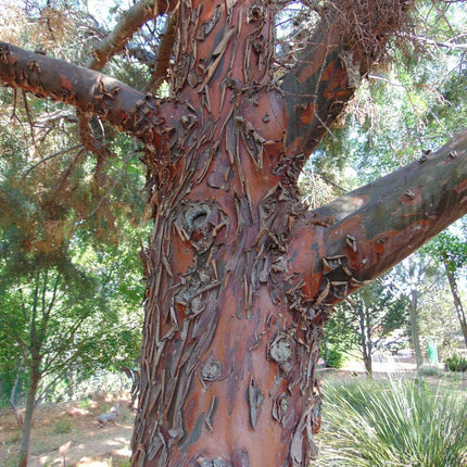 25 Arizona Cypress - Cupressus Arizonica Seeds - Seed World