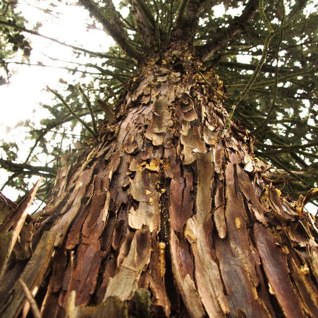 25 Arizona Cypress - Cupressus Arizonica Seeds - Seed World