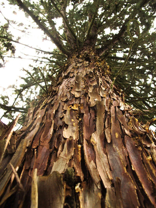 25 Arizona Cypress - Cupressus Arizonica Seeds - Seed World