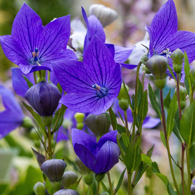 25 Balloon Flower Blue Seeds - Seed World