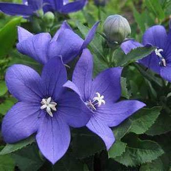 25 Balloon Flower Blue Seeds - Seed World