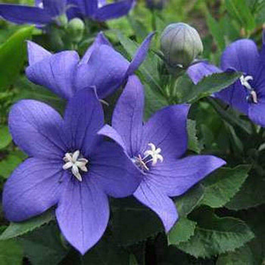 25 Balloon Flower - Platycodon Grandiflorus Seeds - Seed World