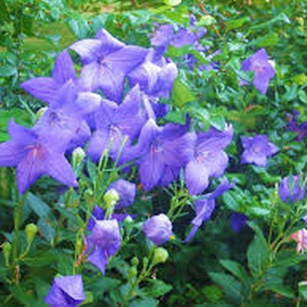25 Balloon Flower Seeds – Platycodon Grandiflorus - Seed World