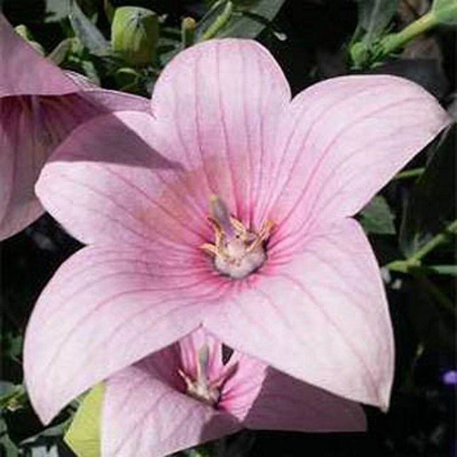 25 Balloon Flower Seeds – Platycodon Grandiflorus - Seed World