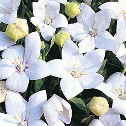 25 Balloon Flower Seeds – Platycodon Grandiflorus - Seed World