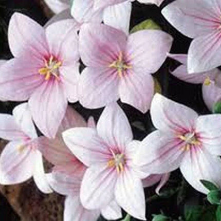 25 Balloon Flower Seeds – Platycodon Grandiflorus - Seed World