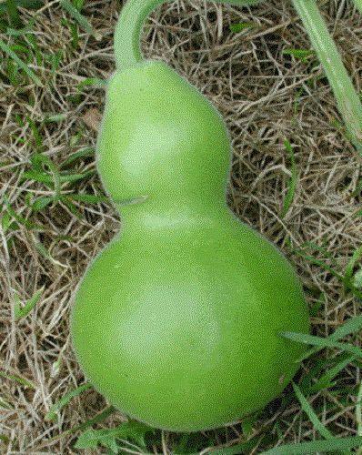 25 Birdhouse Gourd Seeds - Seed World