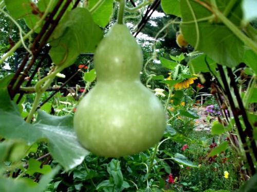 25 Birdhouse Gourd Seeds - Seed World